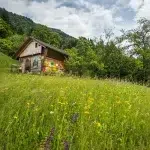 medenka romania